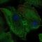 Purine Nucleoside Phosphorylase antibody, HPA001625, Atlas Antibodies, Immunocytochemistry image 