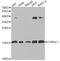 Chromatin Accessibility Complex Subunit 1 antibody, A7372, ABclonal Technology, Western Blot image 