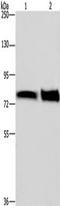 Sphingosine-1-Phosphate Receptor 5 antibody, TA351262, Origene, Western Blot image 