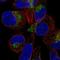 Solute Carrier Family 49 Member 4 antibody, HPA072579, Atlas Antibodies, Immunofluorescence image 