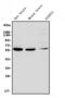 Ring Finger Protein 8 antibody, A00707-1, Boster Biological Technology, Western Blot image 