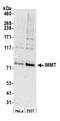 HMP antibody, A305-023A, Bethyl Labs, Western Blot image 