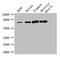 SUMO Specific Peptidase 1 antibody, CSB-PA885787LA01HU, Cusabio, Western Blot image 