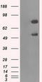 GLGB antibody, LS-C114918, Lifespan Biosciences, Western Blot image 