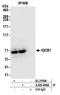 IQ Motif Containing B1 antibody, A305-499A, Bethyl Labs, Immunoprecipitation image 
