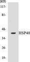 DnaJ Heat Shock Protein Family (Hsp40) Member B1 antibody, EKC1288, Boster Biological Technology, Western Blot image 