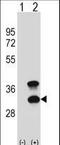 CD79b Molecule antibody, LS-C168568, Lifespan Biosciences, Western Blot image 