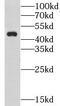 Vasculin antibody, FNab03577, FineTest, Western Blot image 
