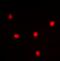U3 small nucleolar RNA-associated protein 14 homolog A antibody, orb393185, Biorbyt, Immunocytochemistry image 