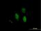 FLP-1 antibody, H00026469-B01P, Novus Biologicals, Immunocytochemistry image 