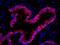 WD Repeat Domain 77 antibody, IHC-00338, Bethyl Labs, Immunofluorescence image 