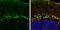 Cadherin 11 antibody, GTX109792, GeneTex, Immunohistochemistry frozen image 