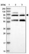 N(Alpha)-Acetyltransferase 25, NatB Auxiliary Subunit antibody, NBP1-88391, Novus Biologicals, Western Blot image 