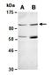 Frizzled Class Receptor 8 antibody, orb67040, Biorbyt, Western Blot image 