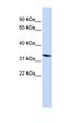 Forkhead Box N1 antibody, orb329563, Biorbyt, Western Blot image 