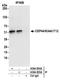 Centrosomal Protein 44 antibody, A304-954A, Bethyl Labs, Immunoprecipitation image 