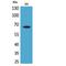 VGF Nerve Growth Factor Inducible antibody, LS-C387055, Lifespan Biosciences, Western Blot image 