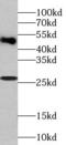 C25KG antibody, FNab07012, FineTest, Western Blot image 