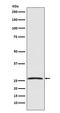 Glial Cell Derived Neurotrophic Factor antibody, M00710, Boster Biological Technology, Western Blot image 
