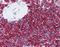 CD20 antibody, orb88311, Biorbyt, Immunohistochemistry paraffin image 