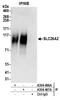 Sulfate transporter antibody, A304-466A, Bethyl Labs, Immunoprecipitation image 