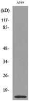 Histone H2B type 1-A antibody, A09942, Boster Biological Technology, Western Blot image 
