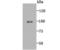 Matrix Metallopeptidase 9 antibody, A00139-2, Boster Biological Technology, Western Blot image 