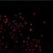 TAR DNA Binding Protein antibody, NB110-55376R, Novus Biologicals, Immunofluorescence image 