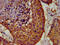 POU Class 5 Homeobox 1 antibody, CSB-MA018403A0m, Cusabio, Immunohistochemistry paraffin image 