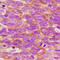 Neurotrophic Receptor Tyrosine Kinase 1 antibody, LS-C368452, Lifespan Biosciences, Immunohistochemistry paraffin image 