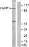 FAST Kinase Domains 1 antibody, A30505, Boster Biological Technology, Western Blot image 