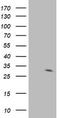 Interferon Induced Protein 35 antibody, TA503360, Origene, Western Blot image 