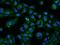 Golgi Associated Kinase 1A antibody, 206459-T02, Sino Biological, Immunohistochemistry frozen image 