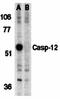 Caspase-12 antibody, orb74426, Biorbyt, Western Blot image 