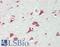 Neurexin 3 antibody, LS-B13643, Lifespan Biosciences, Immunohistochemistry paraffin image 