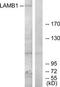 Laminin subunit beta-1 antibody, TA314147, Origene, Western Blot image 