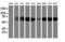 Akt antibody, LS-C337637, Lifespan Biosciences, Western Blot image 