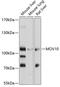 Mov10 RISC Complex RNA Helicase antibody, 19-231, ProSci, Western Blot image 