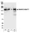 SWI/SNF complex subunit SMARCC2 antibody, A301-039A, Bethyl Labs, Western Blot image 