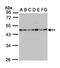 Succinate-CoA Ligase GDP-Forming Beta Subunit antibody, orb69830, Biorbyt, Western Blot image 