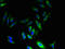 G Protein-Coupled Receptor 83 antibody, LS-C397543, Lifespan Biosciences, Immunofluorescence image 