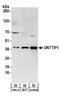 Deoxynucleotidyltransferase terminal-interacting protein 1 antibody, A304-048A, Bethyl Labs, Western Blot image 