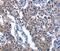 N-acetyltransferase 8 antibody, MBS2524816, MyBioSource, Immunohistochemistry paraffin image 