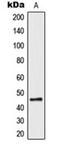 F2R antibody, orb216105, Biorbyt, Western Blot image 