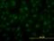 Aryl hydrocarbon receptor nuclear translocator antibody, orb95012, Biorbyt, Immunofluorescence image 
