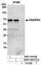 Golgi reassembly-stacking protein 1 antibody, NBP2-36526, Novus Biologicals, Western Blot image 