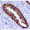 PCNA antibody, LS-C813074, Lifespan Biosciences, Immunohistochemistry paraffin image 