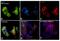 Early Growth Response 1 antibody, MA5-15009, Invitrogen Antibodies, Immunofluorescence image 