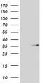 Aspartoacylase-2 antibody, TA502292, Origene, Western Blot image 