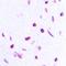 Synuclein Alpha antibody, orb304601, Biorbyt, Immunohistochemistry paraffin image 